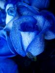 slutywhoreflower's Avatar