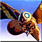 Mothra!!!'s Avatar
