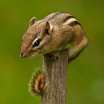 chipmunk_'s Avatar